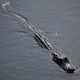 Image for article titled We're pleased to introduce Chicago's very own alligator, "Chance The Snapper"